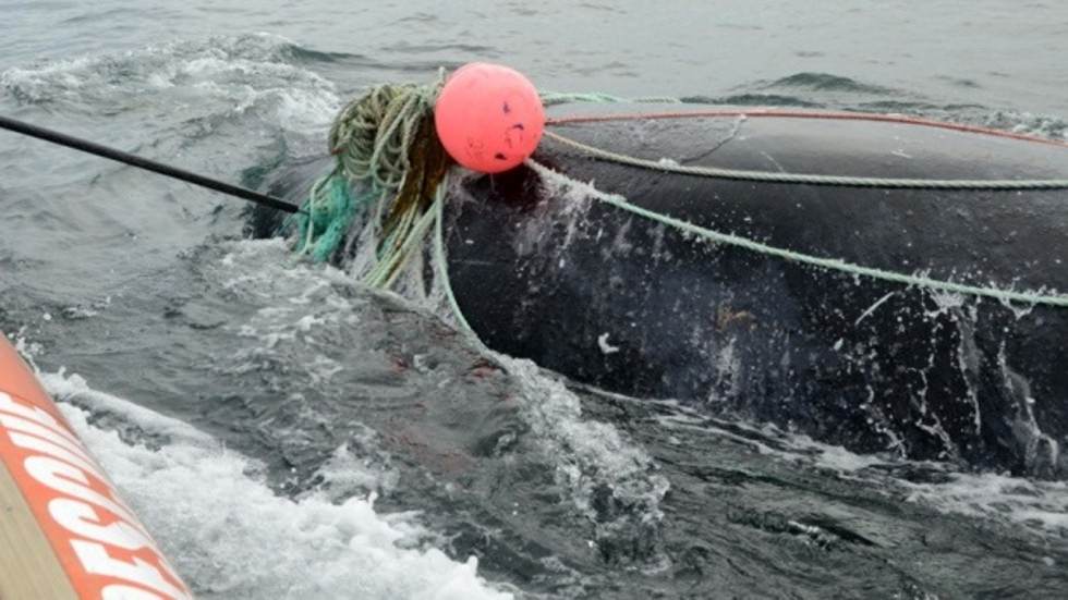 Joe Howlett: Canadian Fisherman Killed by Whale He Rescued