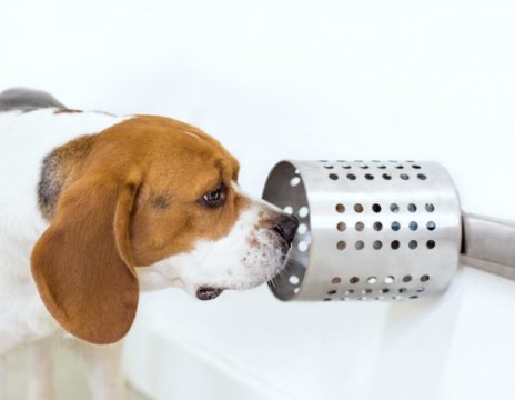 Dogs can smell cancer in blood with 97% accuracy, study reveals