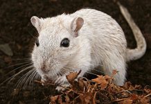 Ancient Europeans ate roasted rodents, as some moderns still do: says new research Ancient Europeans ate roasted rodents, as some moderns still do: says new research