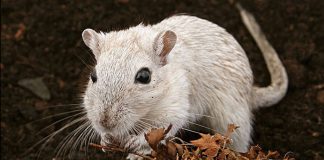 Ancient Europeans ate roasted rodents, as some moderns still do: says new research Ancient Europeans ate roasted rodents, as some moderns still do: says new research