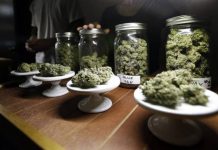 Gallup Poll: American Support Of Legal Marijuana Is At Its Highest Level Ever Gallup Poll: American Support Of Legal Marijuana Is At Its Highest Level Ever