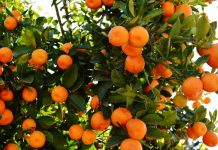 Hurricane Matthew: Florida Citrus Industry is a Group of Fighters Hurricane Matthew: Florida Citrus Industry is a Group of Fighters
