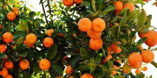 Hurricane Matthew: Florida Citrus Industry is a Group of Fighters Hurricane Matthew: Florida Citrus Industry is a Group of Fighters