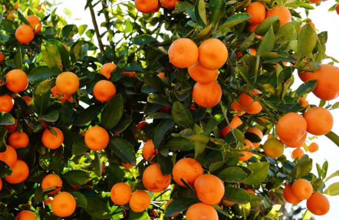 Hurricane Matthew: Florida Citrus Industry is a Group of Fighters