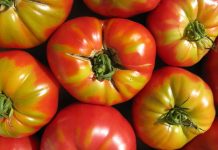 New process makes electricity from tomato waste New process makes electricity from tomato waste