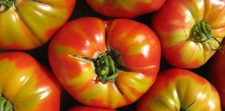 New process makes electricity from tomato waste New process makes electricity from tomato waste