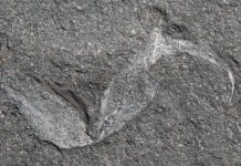 Researchers discover oldest fossil of a terrestrial organism Researchers discover oldest fossil of a terrestrial organism