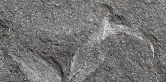 Researchers discover oldest fossil of a terrestrial organism Researchers discover oldest fossil of a terrestrial organism