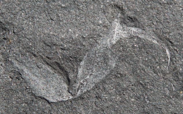Researchers discover oldest fossil of a terrestrial organism