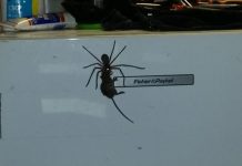 Spider Filmed Carrying Mouse (Video) Spider Filmed Carrying Mouse (Video)