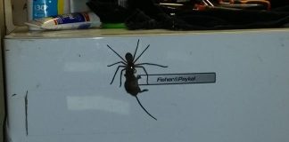 Spider Filmed Carrying Mouse (Video) Spider Filmed Carrying Mouse (Video)