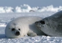 Us Court ruling keeps bearded seals on Endangered Species List Us Court ruling keeps bearded seals on Endangered Species List