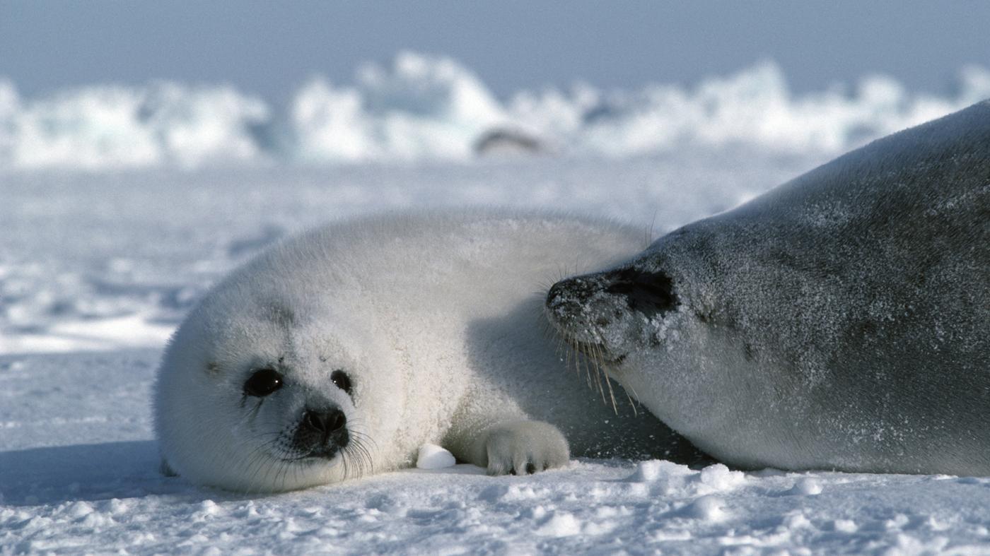 Известно что гренландский тюлень крупное млекопитающее