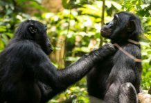Aging Bonobos Get Farsighted, Just Like Humans Aging Bonobos Get Farsighted, Just Like Humans