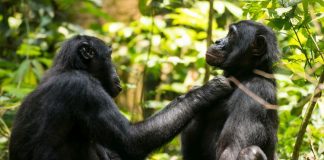 Aging Bonobos Get Farsighted, Just Like Humans Aging Bonobos Get Farsighted, Just Like Humans