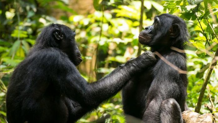 Aging Bonobos Get Farsighted, Just Like Humans