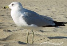 Bird droppings participate in cooling down the Arctic, finds new research Bird droppings participate in cooling down the Arctic, says new research