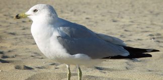 Bird droppings participate in cooling down the Arctic, finds new research Bird droppings participate in cooling down the Arctic, says new research