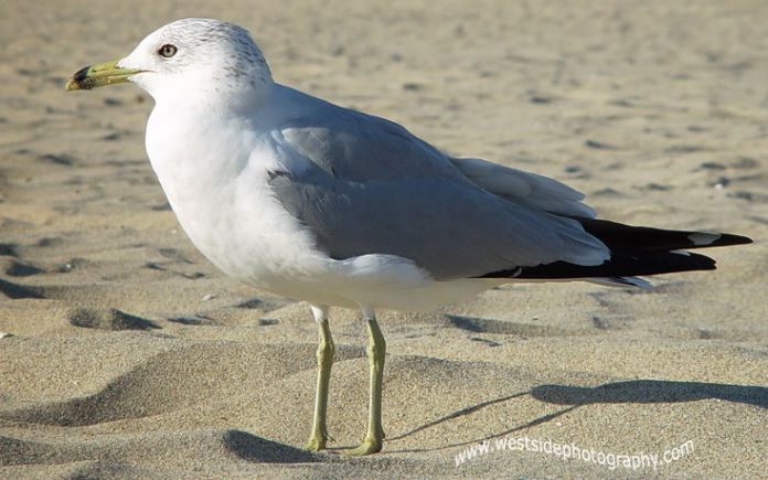 Bird droppings participate in cooling down the Arctic, says new research