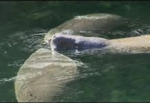 Florida manatees begin search for warmer waters: officials warn Florida manatees begin search for warmer waters: officials warn