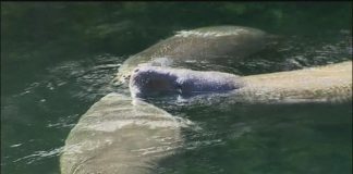 Florida manatees begin search for warmer waters: officials warn Florida manatees begin search for warmer waters: officials warn