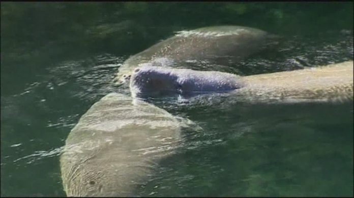 Florida manatees begin search for warmer waters: officials warn