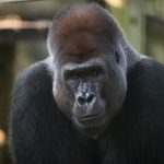 Gorilla euthanized at Columbus Zoo, Report Gorilla euthanized at Columbus Zoo, Report