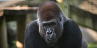 Gorilla euthanized at Columbus Zoo, Report Gorilla euthanized at Columbus Zoo, Report