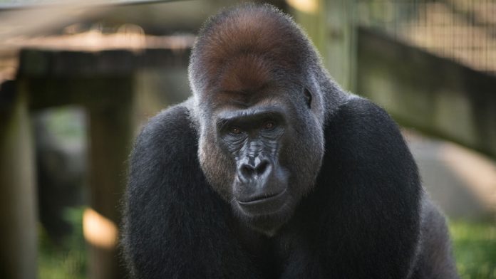 Gorilla euthanized at Columbus Zoo, Report