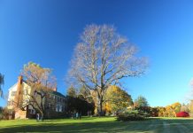 Largest Vermont Elm Tree Succumbs To Dutch Elm Disease Largest Vermont Elm Tree Succumbs To Dutch Elm Disease