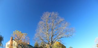Largest Vermont Elm Tree Succumbs To Dutch Elm Disease Largest Vermont Elm Tree Succumbs To Dutch Elm Disease
