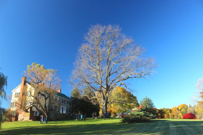 Largest Vermont Elm Tree Succumbs To Dutch Elm Disease