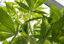 Nancy Pelosi Backs California Marijuana Legalization Nancy Pelosi Backs California Marijuana Legalization