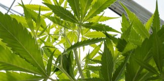 Nancy Pelosi Backs California Marijuana Legalization Nancy Pelosi Backs California Marijuana Legalization