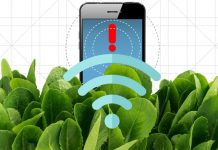 Spinach doped with carbon nanotubes turns into bomb detector Spinach doped with carbon nanotubes turns into bomb detector