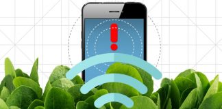 Spinach doped with carbon nanotubes turns into bomb detector Spinach doped with carbon nanotubes turns into bomb detector