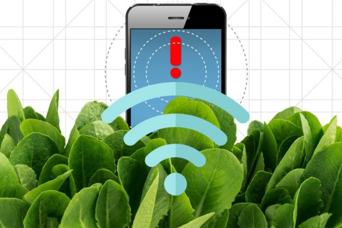 Spinach doped with carbon nanotubes turns into bomb detector