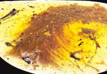 Beautiful’ dinosaur tail preserved in amber, with feathers Beautiful' dinosaur tail preserved in amber, with feathers