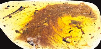 Beautiful’ dinosaur tail preserved in amber, with feathers Beautiful' dinosaur tail preserved in amber, with feathers