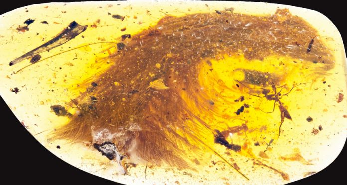 Beautiful' dinosaur tail preserved in amber, with feathers
