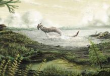 Fossils tell story of first life on land, finds new research Fossils tell story of first life on land, finds new research
