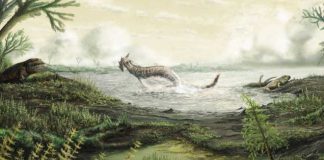 Fossils tell story of first life on land, finds new research Fossils tell story of first life on land, finds new research