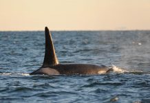 Orcas whale found dead off British Columbia coast, sixth to die this year Orcas whale found dead off British Columbia coast, sixth to die this year