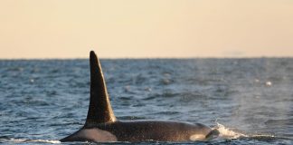 Orcas whale found dead off British Columbia coast, sixth to die this year Orcas whale found dead off British Columbia coast, sixth to die this year