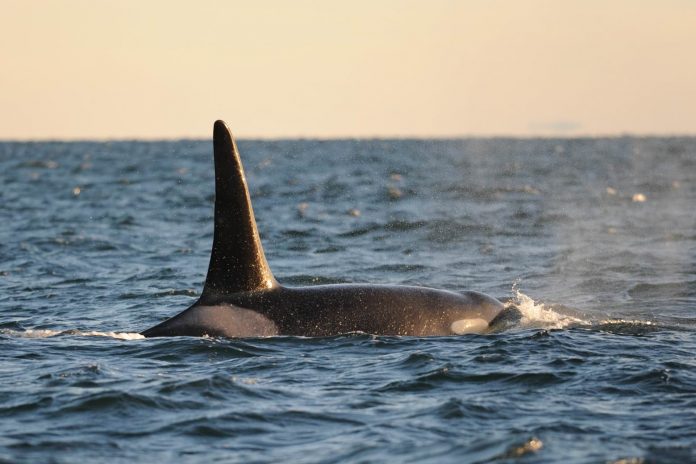 Orcas whale found dead off British Columbia coast, sixth to die this year