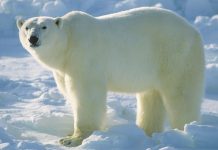 Polar bear population to decline by a third by 2050, researchers say Polar bear population to decline by a third by 2050, researchers say
