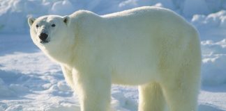 Polar bear population to decline by a third by 2050, researchers say Polar bear population to decline by a third by 2050, researchers say