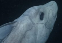Rare Ghost Shark captured on camera for the first time (Watch) Rare Ghost Shark captured on camera for the first time (Watch)