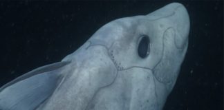 Rare Ghost Shark captured on camera for the first time (Watch) Rare Ghost Shark captured on camera for the first time (Watch)