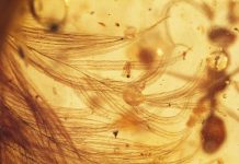 Researchers Find First Feathered Dinosaur Tail Preserved in Amber Researchers Find First Feathered Dinosaur Tail Preserved in Amber